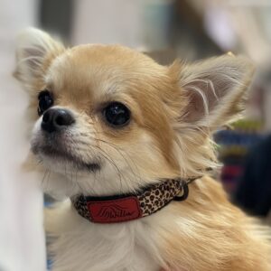 OBROŻA MINI "Panterka"