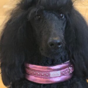 Delikatna obroża na satynie ze srebrną klamrą „Excellent”