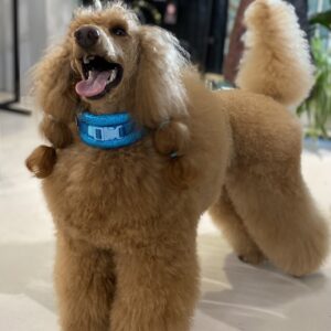 Obroża turkusowa dla pudla „Excellent”