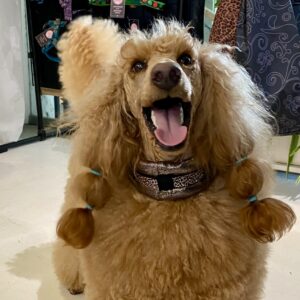 Miękka obroża dla psa długoszyjego „Excellent”