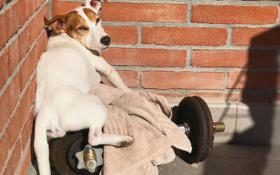 Czy Twój pies ma nadwagę? Sprawdzone sposoby na odchudzanie pupila