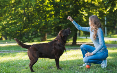Zabawa i trening – jak połączyć przyjemne z pożytecznym w relacji z psem