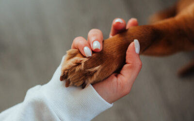 Pielęgnacja łap psa – jak chronić psie łapy zimą