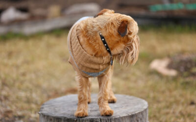 Pleciona smycz dla psa – trwałość, bezpieczeństwo i wygoda na każdym spacerze