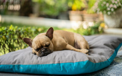 Poduszki do czesania psów – wygoda dla pupila podczas pielęgnacji