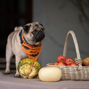 Obroża z bandanką na Halloween - zdejmowana chusta w nietoperze